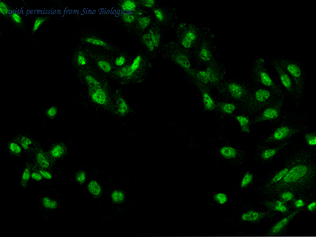 Sino Biological 204836-T02 image 1