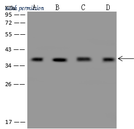 Sino Biological 205066-T46 image 1