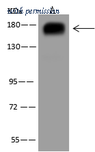 Sino Biological 205163-T38 image 1