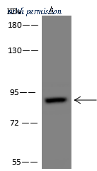 Sino Biological 205342-T42 image 1