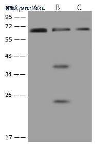 Sino Biological 205389-T36 image 1