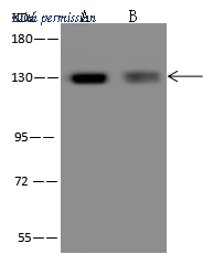 Sino Biological 205430-T44 image 1
