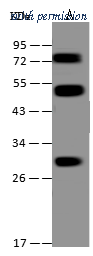 Sino Biological 205441-T36 image 1