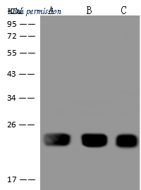 Sino Biological 205515-T46 image 1