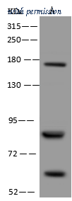 Sino Biological 205699-T36 image 1