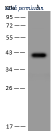 Sino Biological 205842-T38 image 1