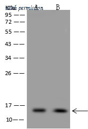 Sino Biological 205886-T44 image 1