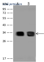 Sino Biological 206138-T36 image 1