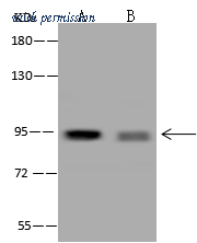 Sino Biological 206170-T36 image 1
