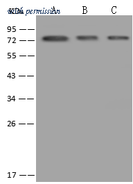 Sino Biological 206215-T46 image 1