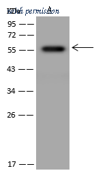 Sino Biological 206234-T34 image 1