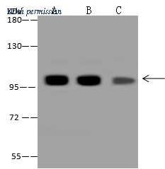 Sino Biological 206264-T38 image 1