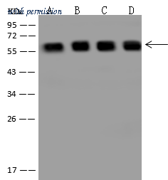 Sino Biological 206270-T36 image 1