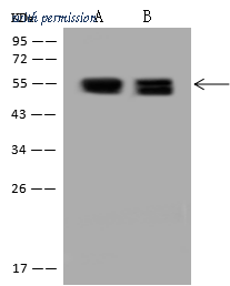 Sino Biological 206273-T44 image 1