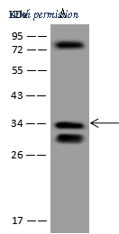 Sino Biological 206282-T46 image 1