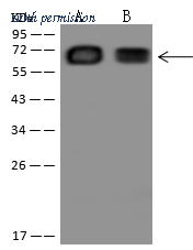 Sino Biological 206522-T36 image 1