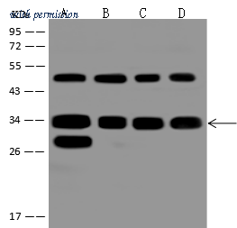 Sino Biological 206638-T36 image 1