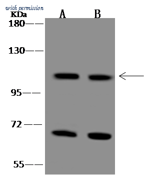 Sino Biological 206647-T32 image 1