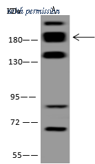 Sino Biological 206653-T32 image 1