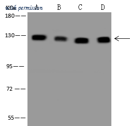 Sino Biological 206658-T46 image 1