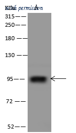 Sino Biological 206718-T36 image 1