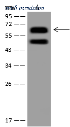 Sino Biological 206916-T40 image 1