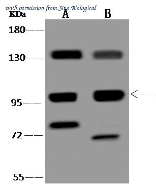 Sino Biological 206921-T44 image 1