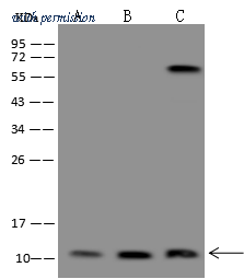 Sino Biological 206941-T46 image 1