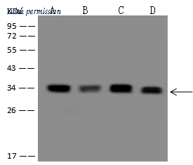 Sino Biological 207244-T36 image 1