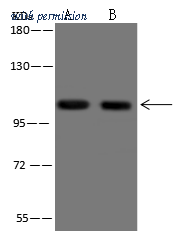 Sino Biological 207295-T44 image 1