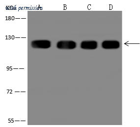 Sino Biological 310194-T38 image 1