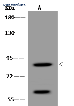 Sino Biological 310451-T32 image 1