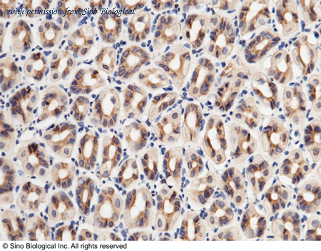 Sino Biological 50043-RP02 image 1