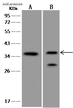 Sino Biological 50256-T56 image 1