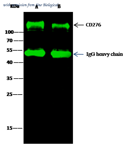 Sino Biological 50973-T52 image 1