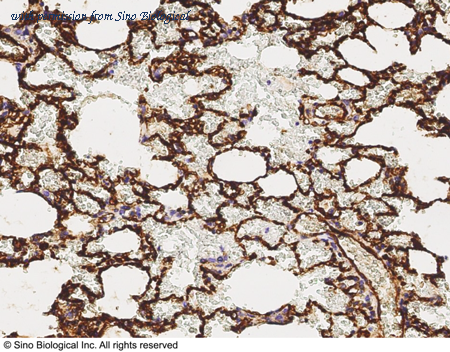 Sino Biological 80348-T24 image 1