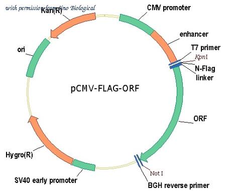 Sino Biological VG40609-NF image 1