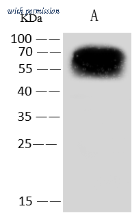 Sino Biological 68007-T48 image 1