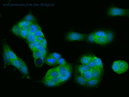 Sino Biological 202078-T10 image 1