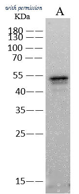 Sino Biological 68097-MM181 image 1