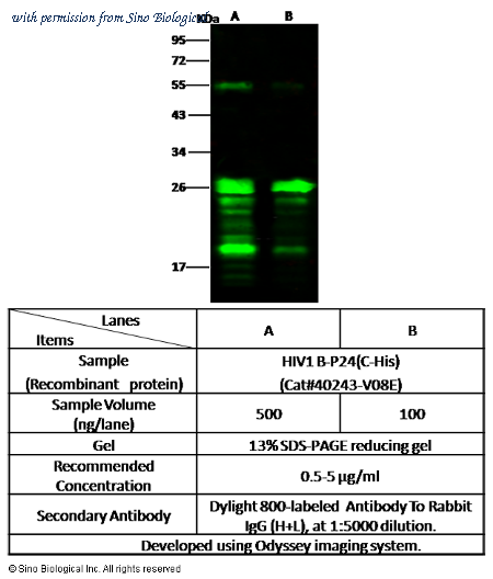 Sino Biological 40243-T62 image 1