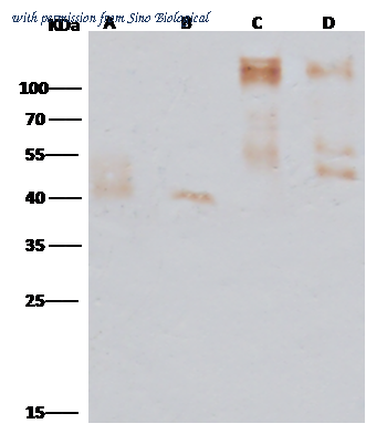 Sino Biological 40304-T46 image 1