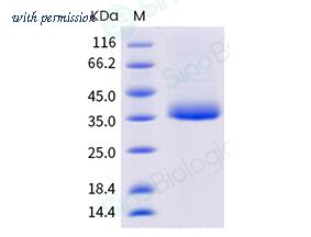 Sino Biological 40592-V49H7-B image 1