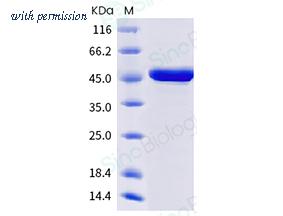 Sino Biological 40588-V07E34 image 1