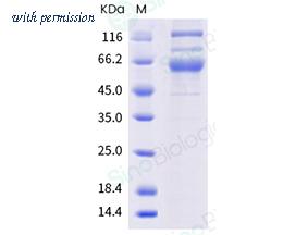 Sino Biological 40589-V08B32 image 1