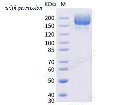 Sino Biological 40589-V08H26 image 1