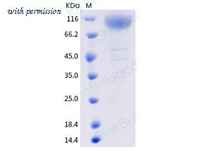 Sino Biological 40591-V08H41 image 1