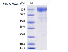 Sino Biological 40591-V08H26 image 1