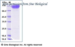 Sino Biological 10161-H38H image 1
