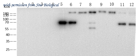 Sino Biological 68086-MM39 image 1